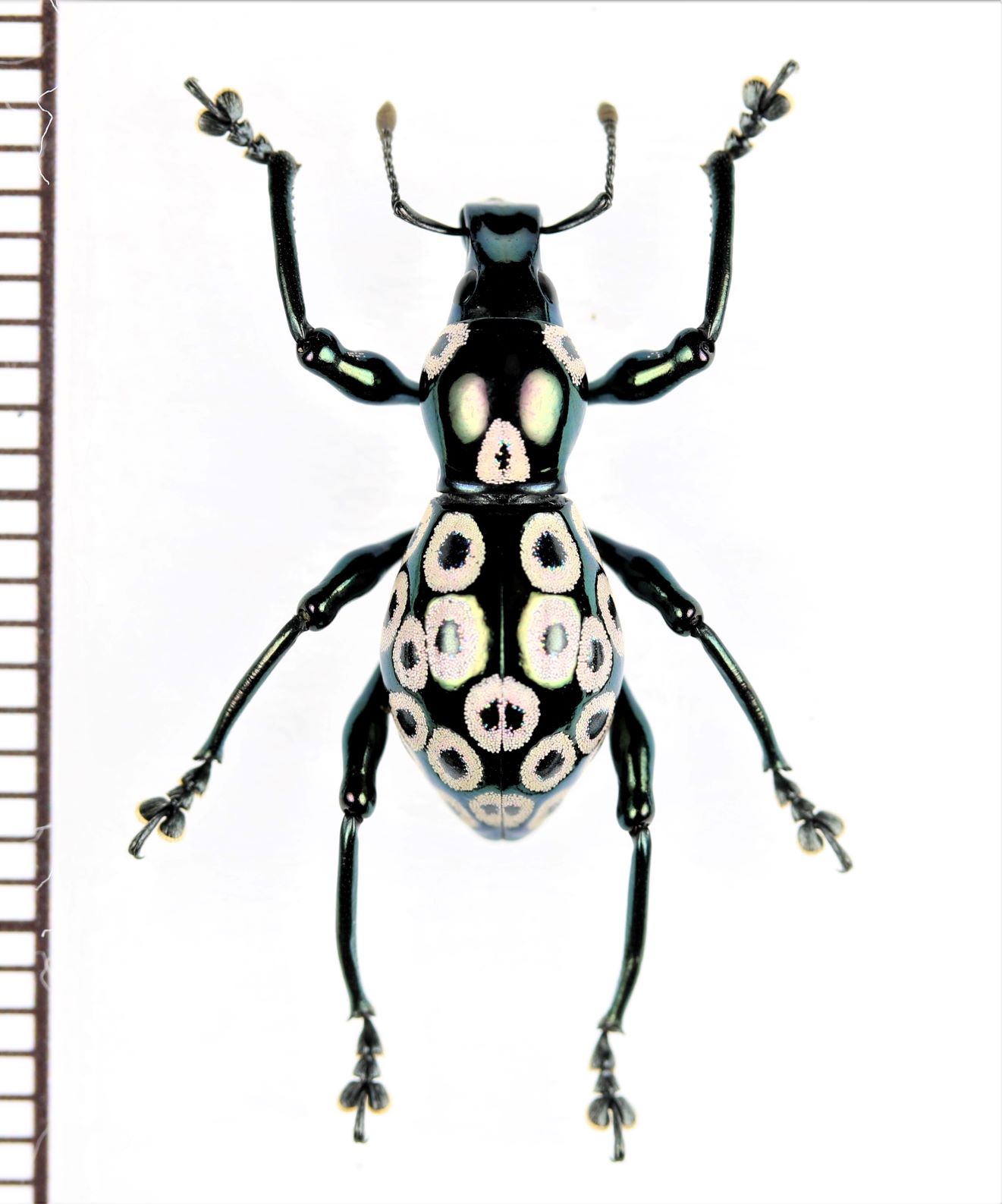 美麗標本a102 カタゾウムシ 標本。カタゾウムシ30頭。ルゾン産の落札