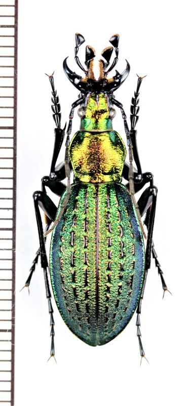 オオルリオサムシ 積丹半島亜種 ♂ 北海道積丹町 - Insect Islands