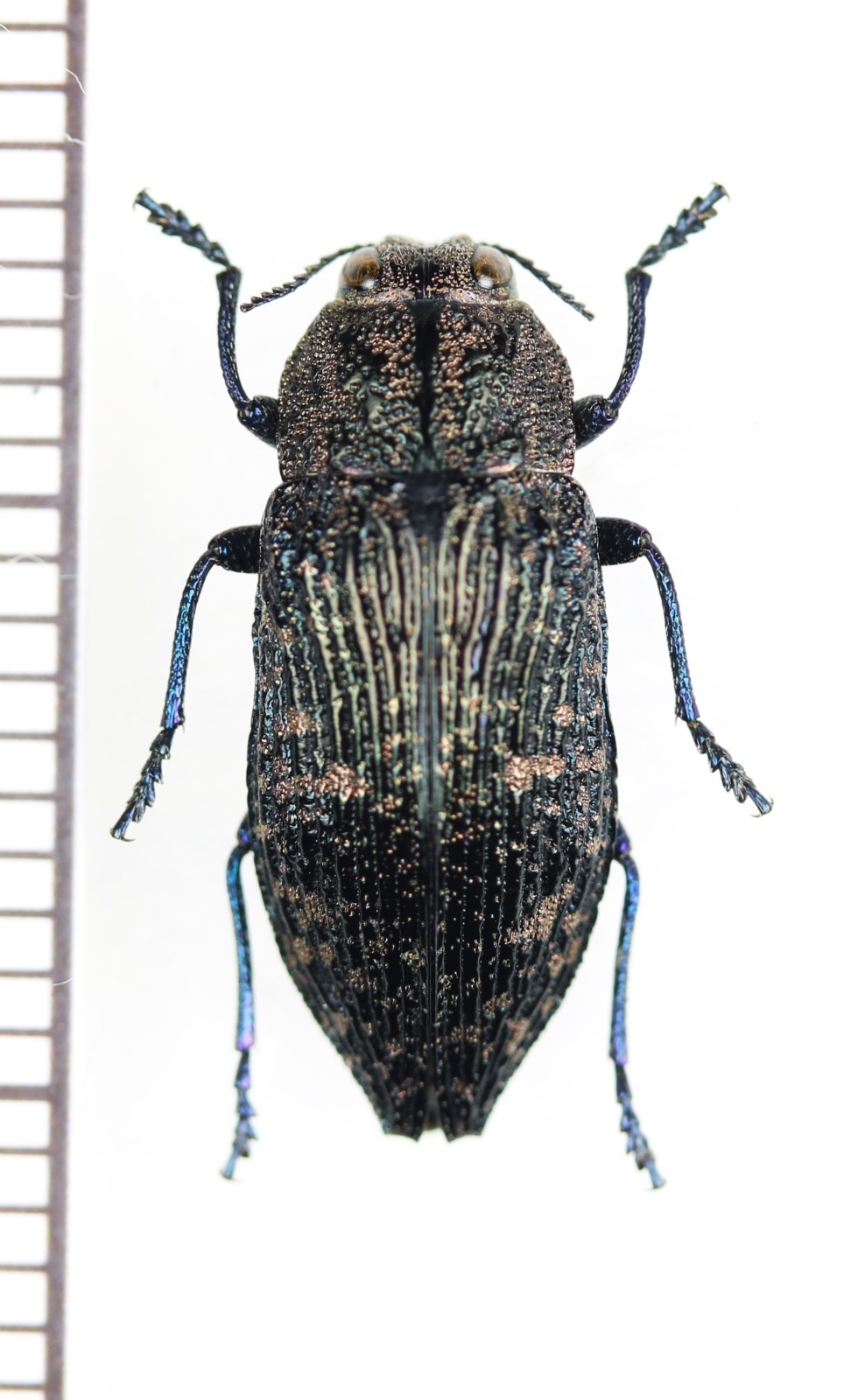 クロコモンタマムシ 東日本亜種 ♀ 新潟県 - Insect Islands 〜南の島