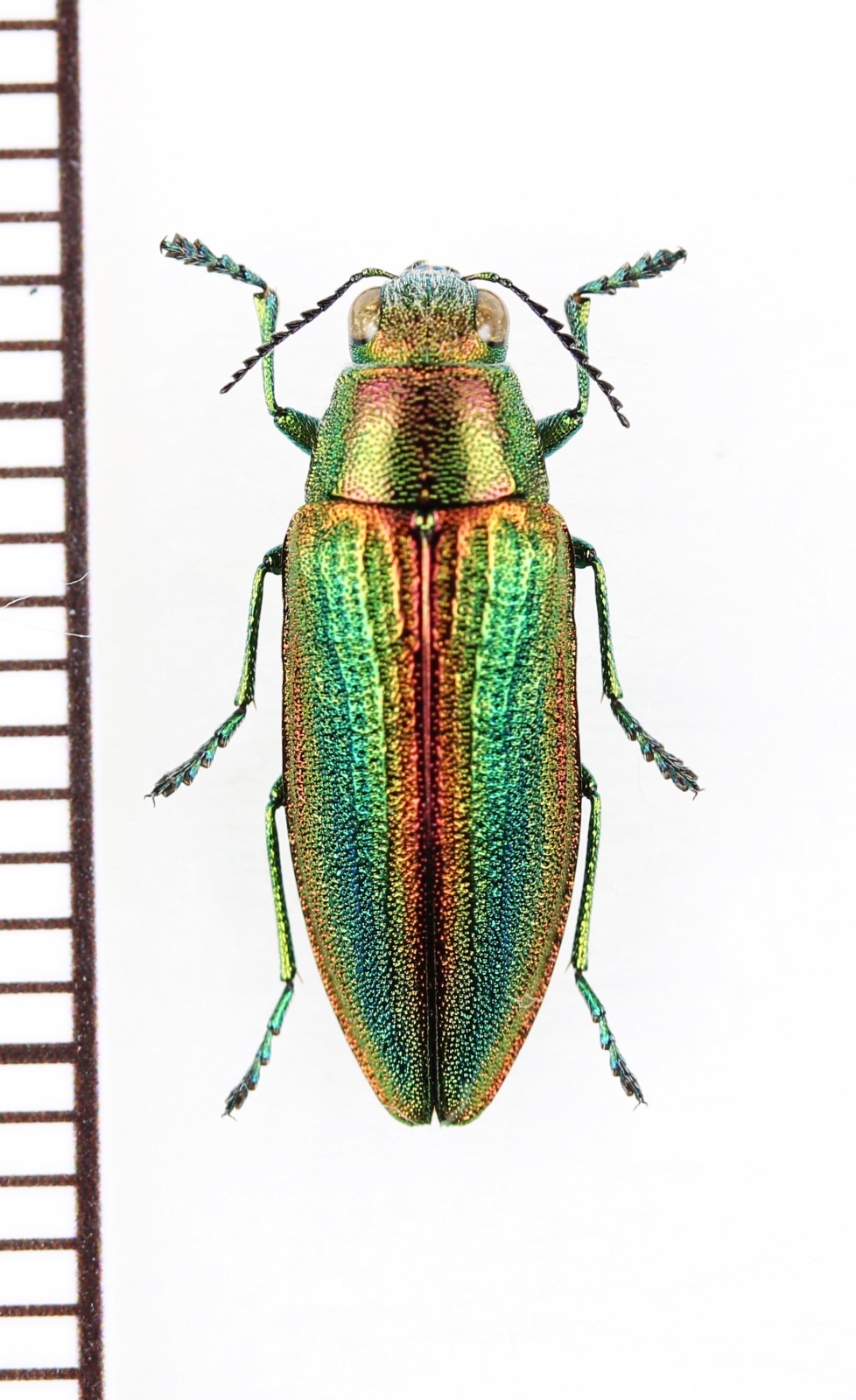 エ*ン様 メキシコ タマムシ 標本 未検品 GPSデータあり エ*ン様