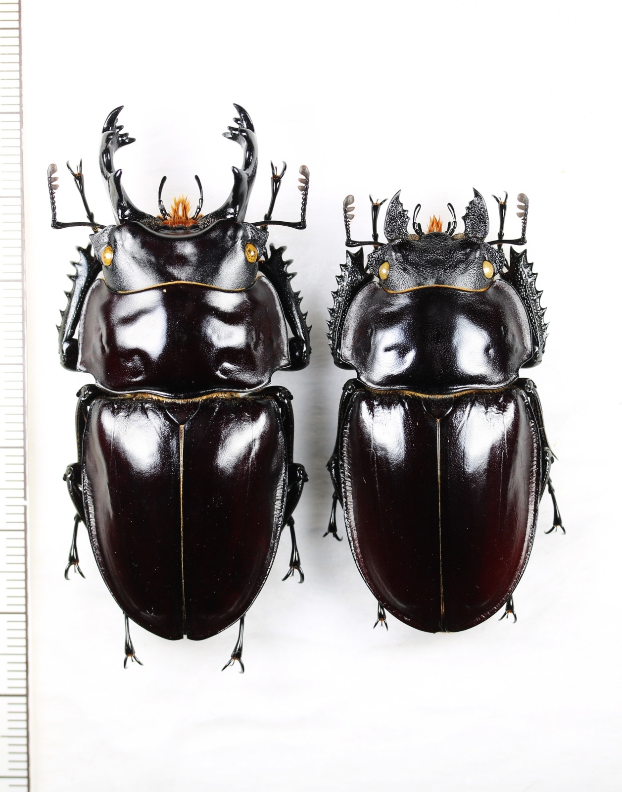 ヤエヤママルバネクワガタ 大型ペア♂63.7mm♀52.8mm 西表島 - Insect