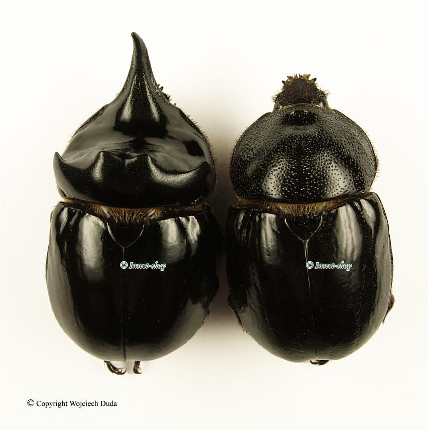 アイボリーコースト産 レギウスオオツノハナムグリ 98mm アイボリー