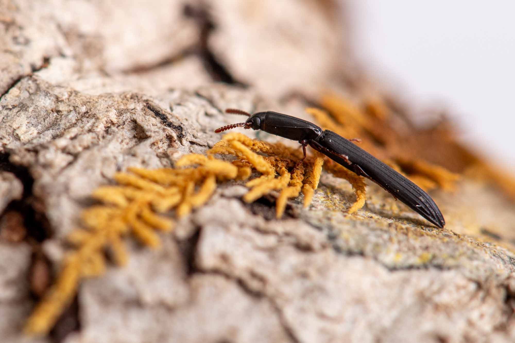 オーストラリア産 珍品 アトコブゴミムシダマシ オーストラリア産 珍品