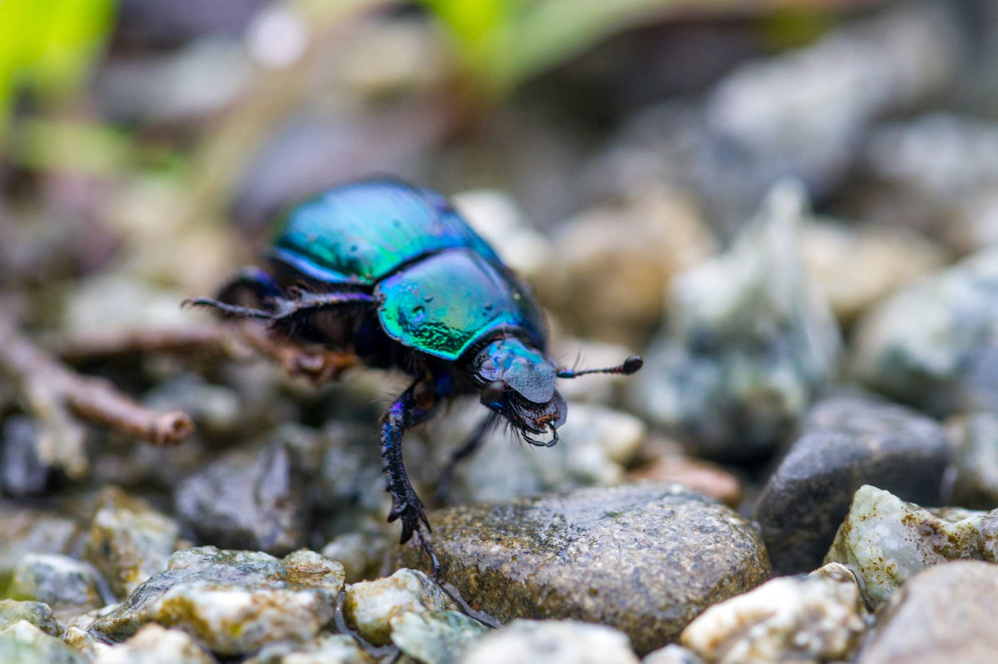 オオセンチコガネの特徴や環境での役割 | 虫の写真と生態なら昆虫写真