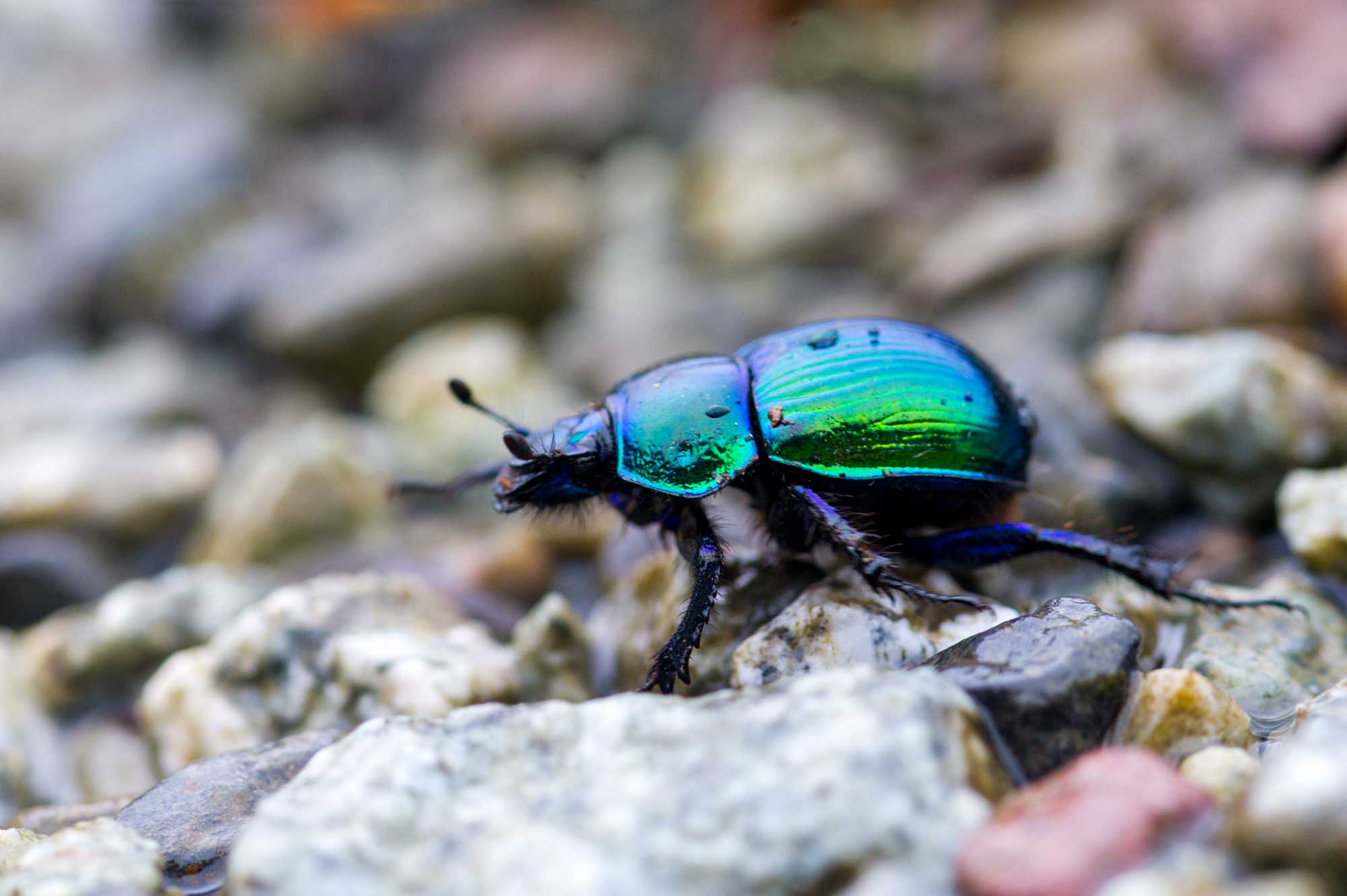 大特価 オオセンチ⁄センチ⁄レインボーセンチ82匹 +赤系18匹＋オマケ
