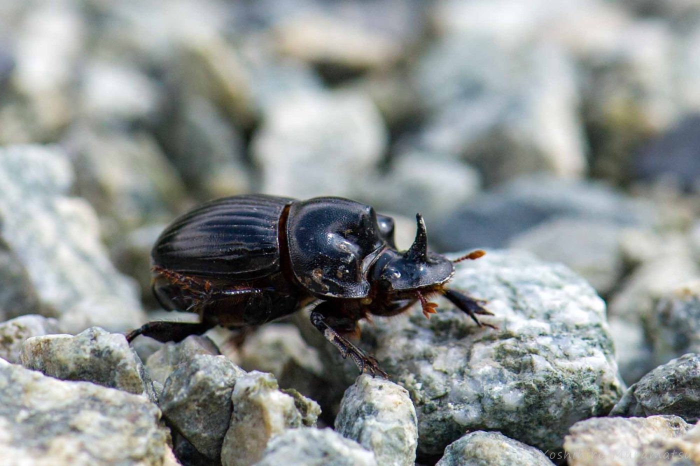 ミヤマダイコクコガネの特徴や自然の中での役割など | 虫の写真と生態