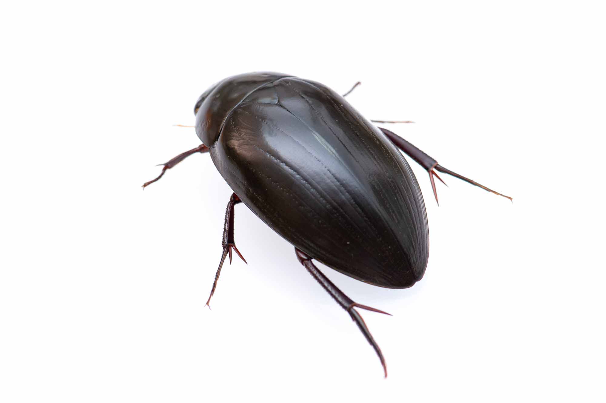 ガムシ | 虫の写真と生態なら昆虫写真図鑑「ムシミル」