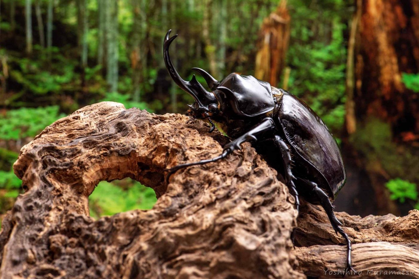 マルスゾウカブト | 虫の写真と生態なら昆虫写真図鑑「ムシミル」