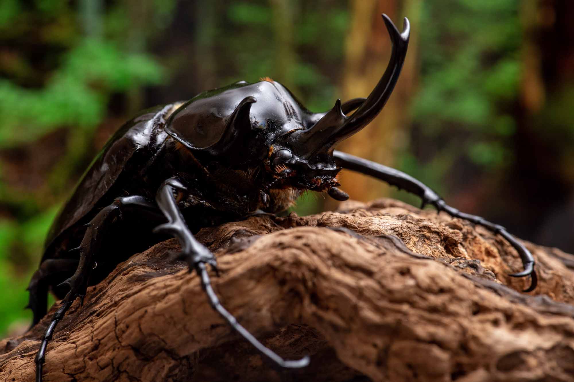 _^【標本】マルスゾウカブト ペルー産 103.5ミリ 野外品 _^【標本