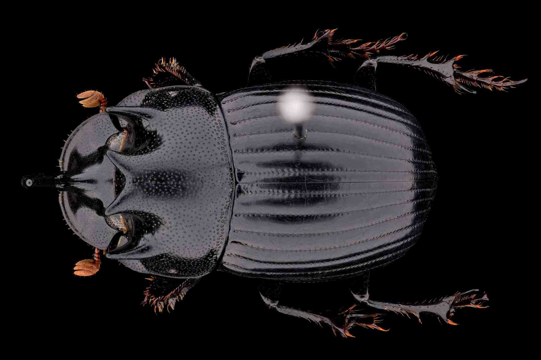 専用 標本 ダイコクコガネ 6頭 Yahoo!オークション -「ダイコクコガネ