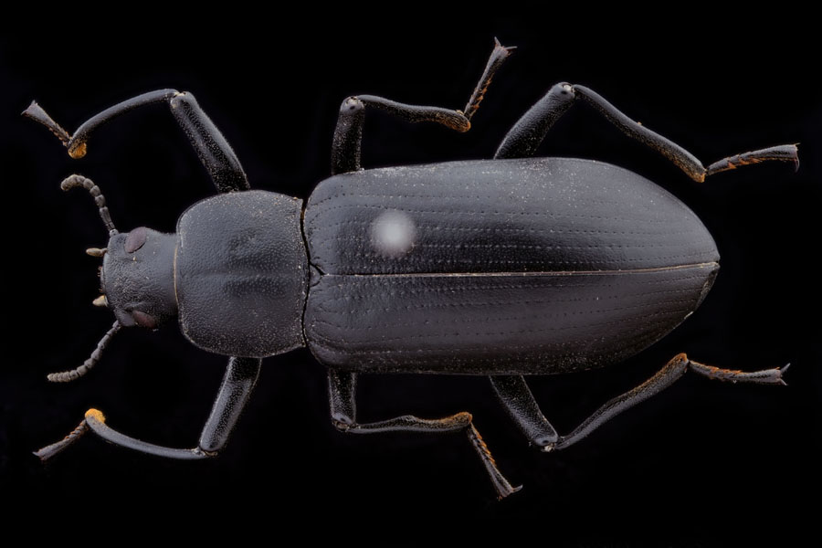 激レア ヒメユミアシゴミムシダマシ ペア 標本 【公式通販】