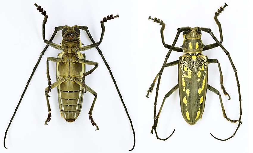 ソロモン産ラモンドシロスジカミキリ