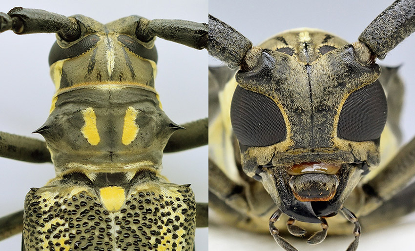 ソロモン産ラモンドシロスジカミキリ