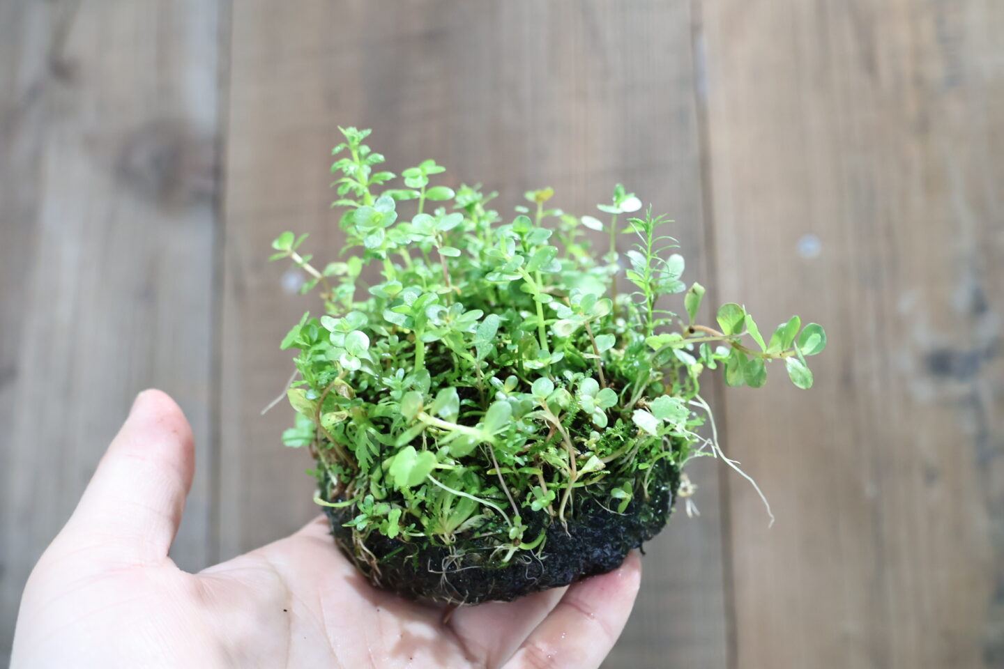 アツ MARU 95 2個 ADA レパンテス・カロディクティオン 。 ADA PLANTS