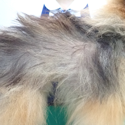 ポメラニアンの皮膚科治療】アロペシアGR＋で改善！！ | 四季の森