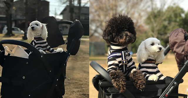 みるきー さま専用gowalker/ゴーウォーカー／エアーバギ ー／犬用