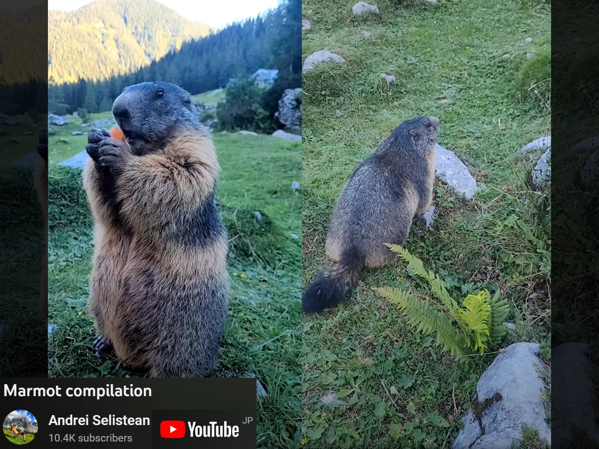 美品】マーモット Marmot ローリング ハウラー ミディアム