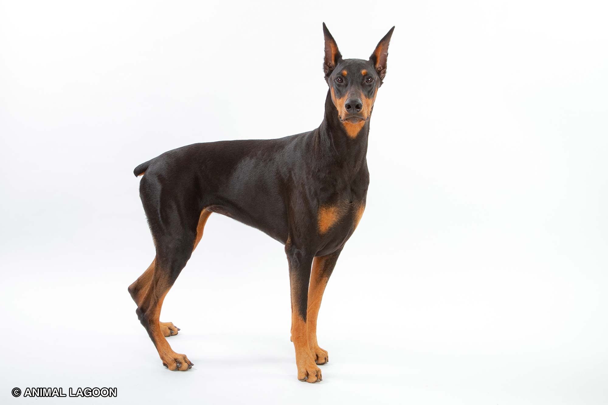 ドーベルマン - オモシロ犬図鑑