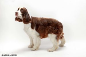 イングリッシュスプリンガースパニエル - オモシロ犬図鑑