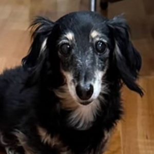 OMEGA3 SUPPORT DOGS - 犬心～INUKOKORO～