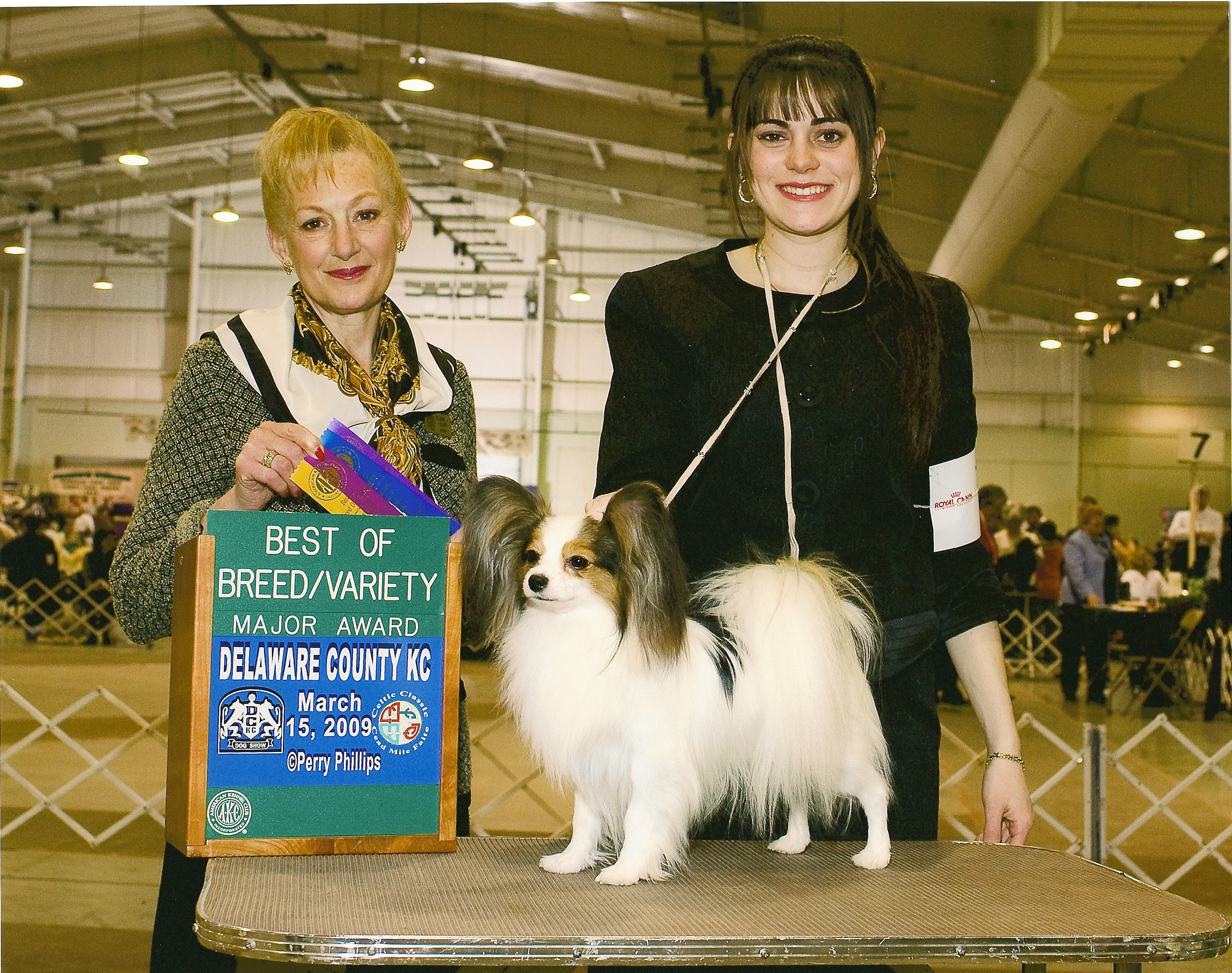 InVolo Papillons - Breeders of Champion Papillons