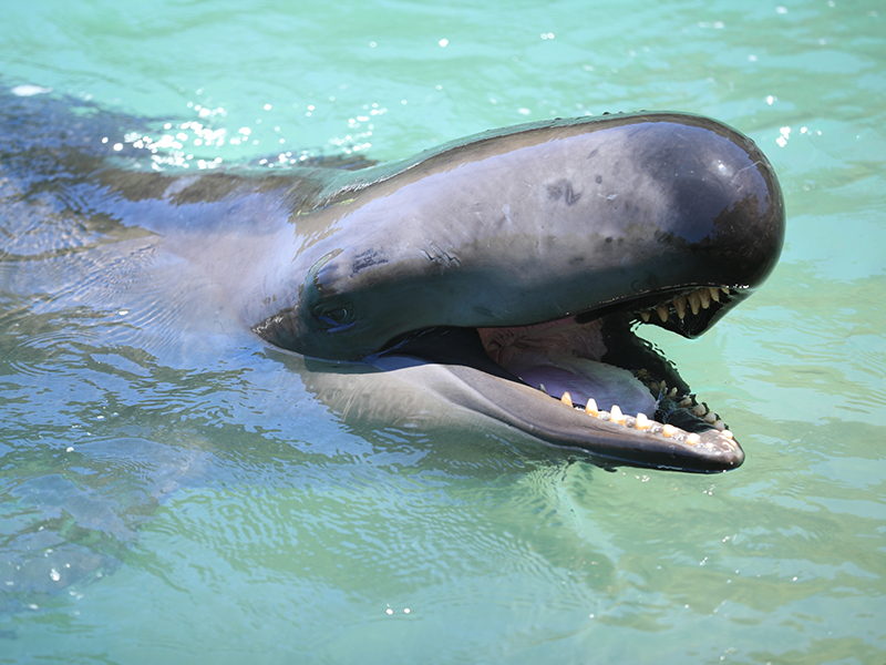 鯨歯マッコウクジラの歯で作った巨大なペンギンの置物