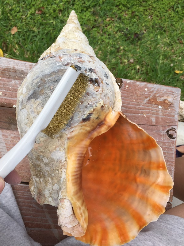 日本海域☆法螺貝☆ホラ貝☆ホラガイ☆法器☆特大☆約