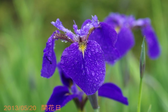 希少種キリガミネヒオウギアヤメ1株