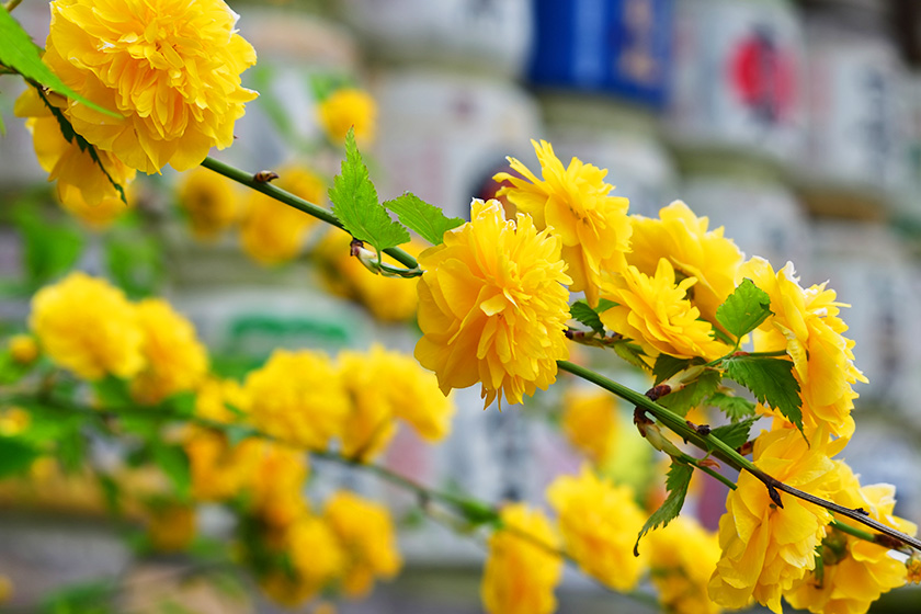 平安時代 和鏡 山吹花 双雀 蝶紋 鏡 平安時代 和鏡 山吹