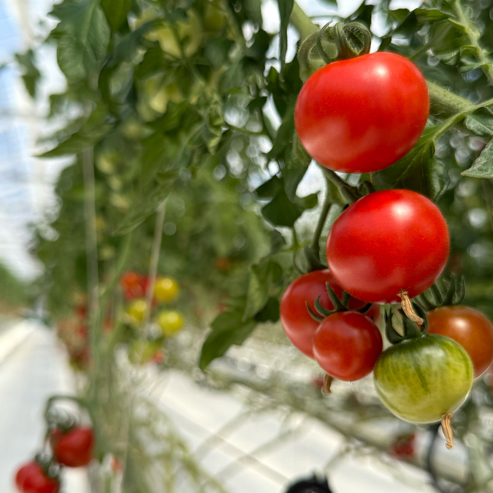 トマトピューレ ブラック糖度15度【かわぞえ農園】