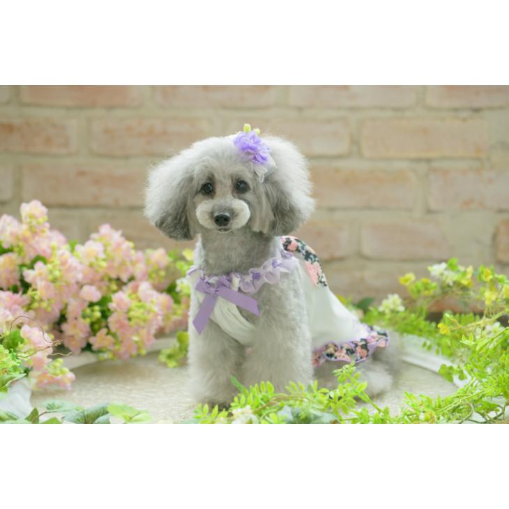 ハンドメイド犬服 花柄接結ニットのヒラヒラお袖キャミワンピ 【公式通販】