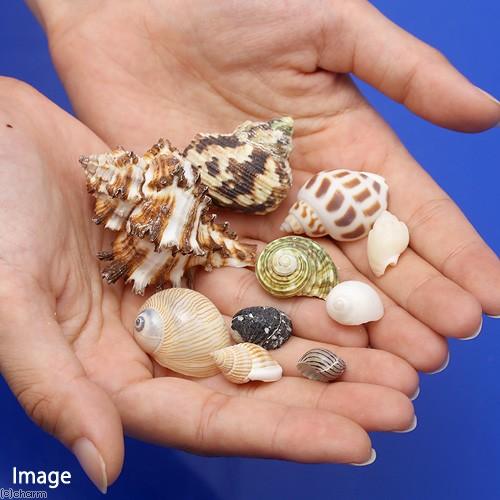 Leaf Corp 貝殻 やどかりの貝殻 ミックスサイズ おまかせ（殻口3