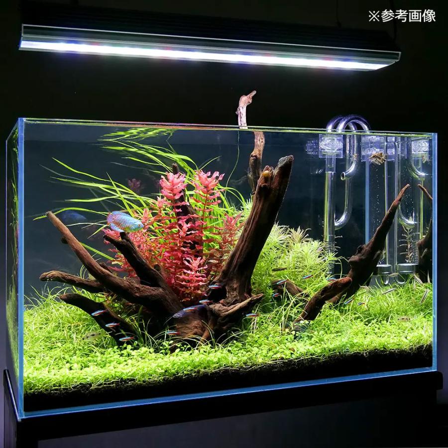 すぐ使えるアクアリウムセット（水槽、台、エーハイム外部フィルター