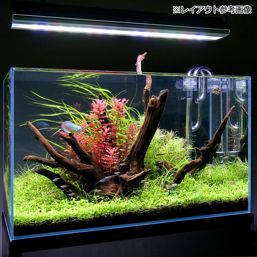 チャーム（charm） 形状お任せ 煮込み済み 上質流木 雅 サイズミックス