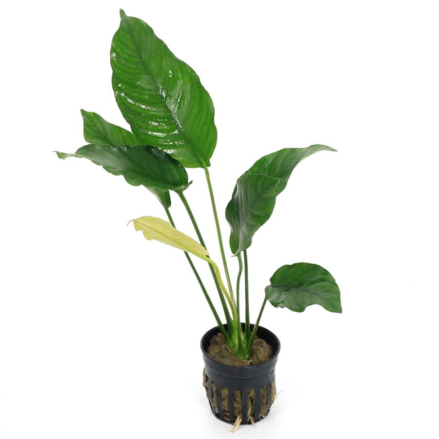 チャーム（charm） （水草）アヌビアス バルテリー クリスプス（水上葉