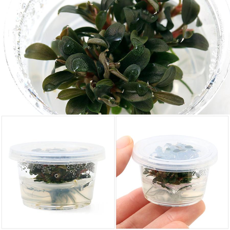 チャーム（charm） （水草）組織培養 ブセファランドラsp．クダガン