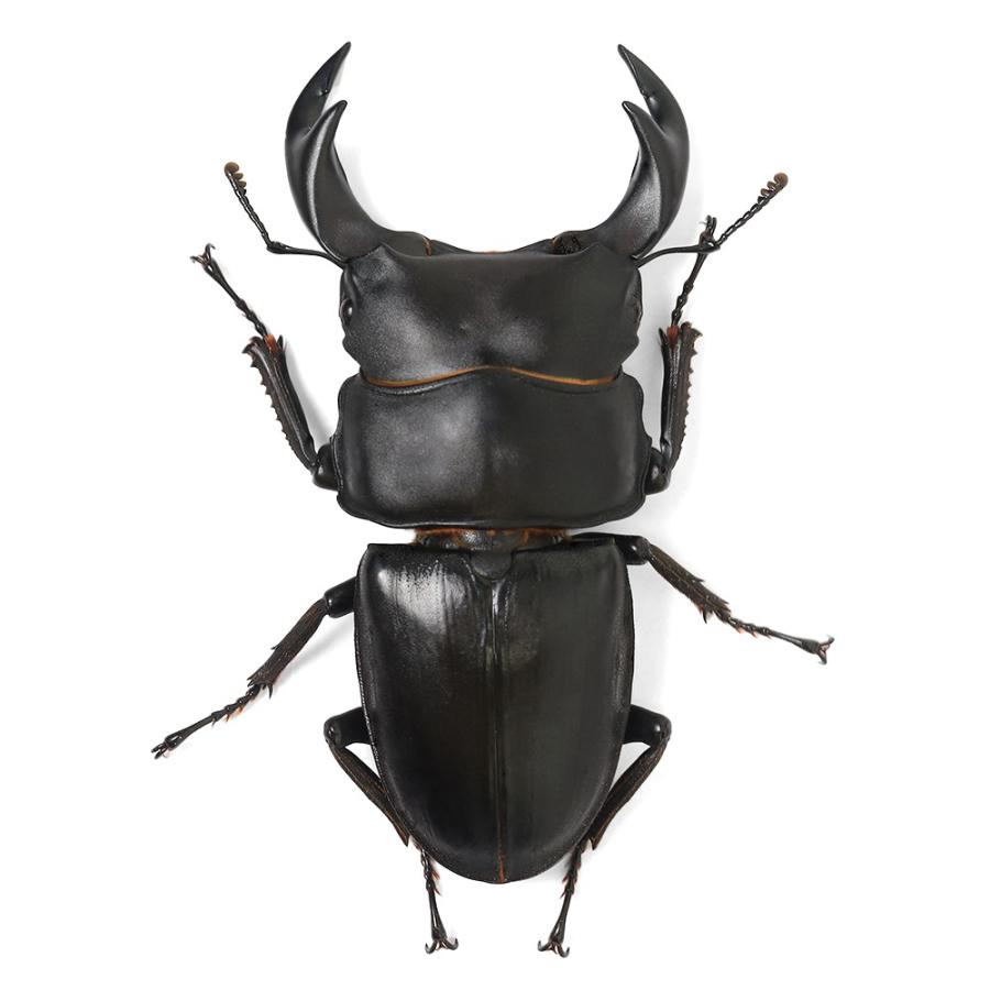 昆虫）タイワンオオクワガタ 南投懸産 65〜69mm（1ペア