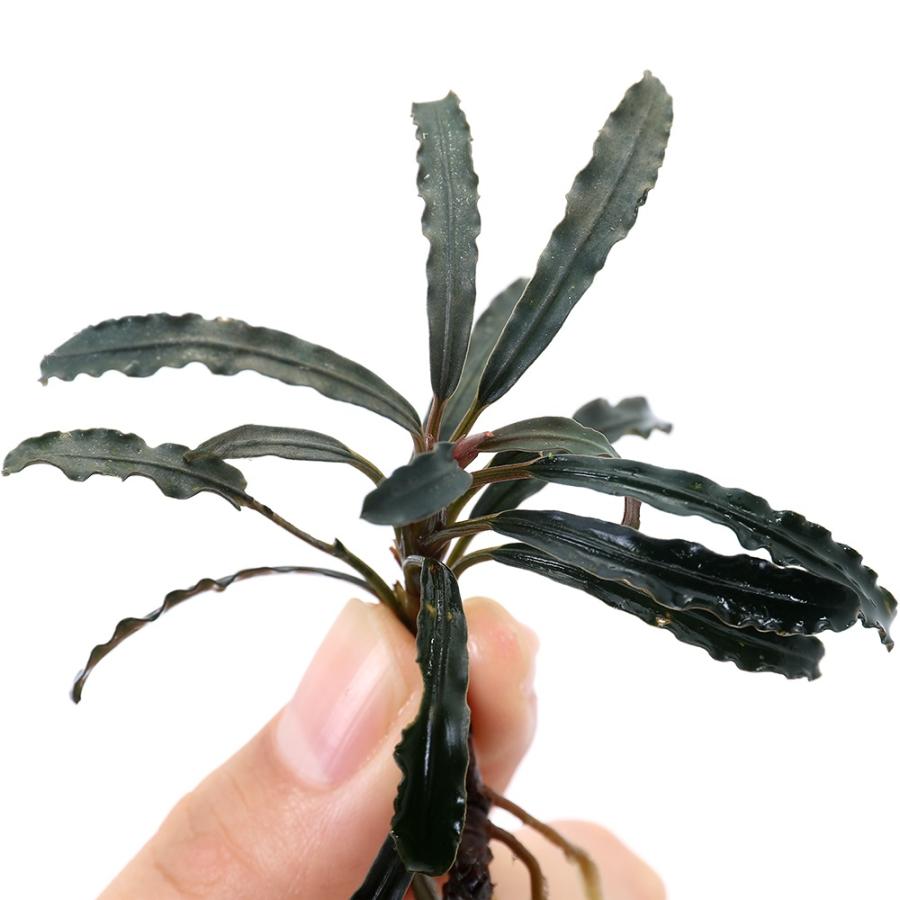 水草）ブセファランドラsp．レッドシュート（水上葉）（1株