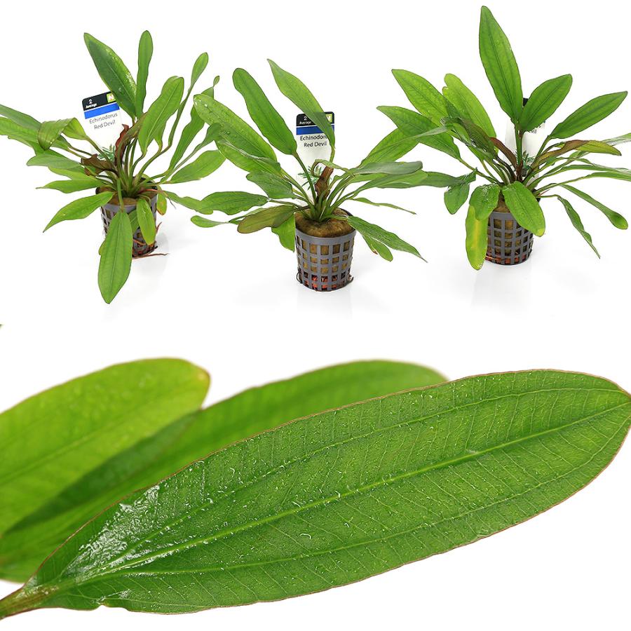 チャーム（charm） （水草）エキノドルス レッドデビル（水上葉