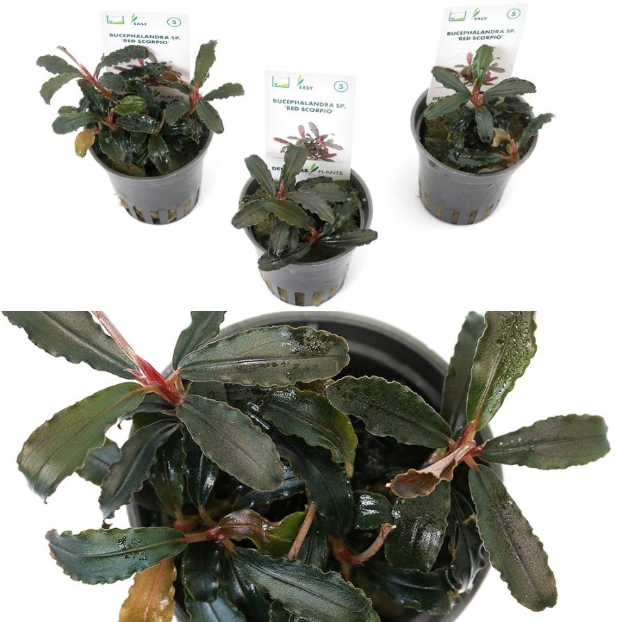 水草）ブセファランドラsp．レッドスコーピオ（デナリー便）（1