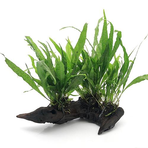 チャーム（charm） （水草）ミクロソリウム プテロプス ソードリーフ付