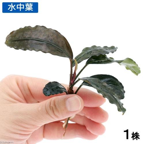 チャーム（charm） （水草）ブセファランドラsp．Nanga