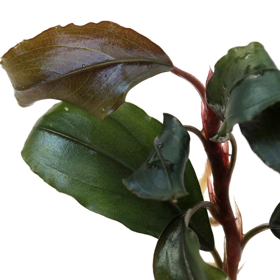 チャーム（charm） （水草）ブセファランドラsp．Silver