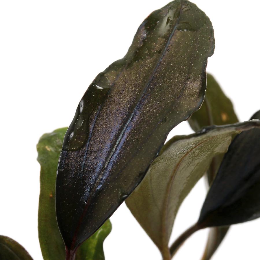 チャーム（charm） （水草）ブセファランドラsp．ゴースト2016