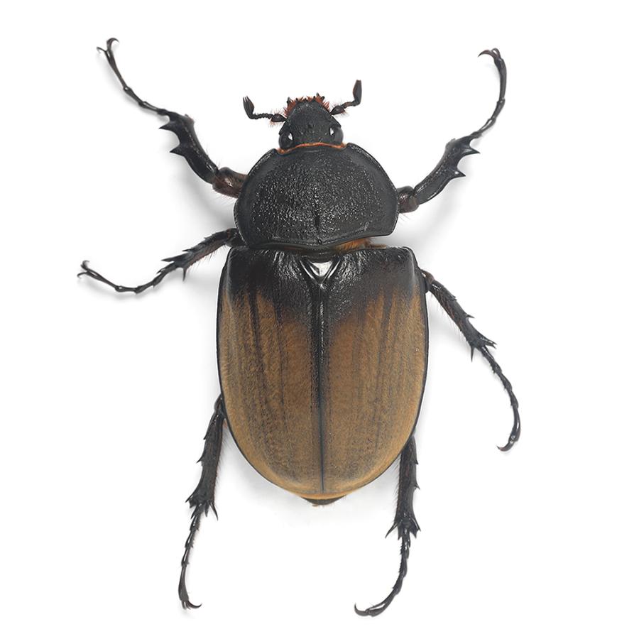 昆虫）ギアスゾウカブトムシ (亜種ポリオン)ブラジル バイア産 成虫