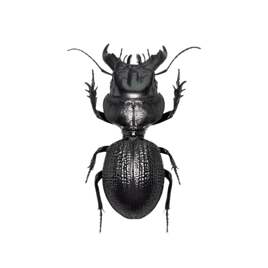 マダガスカルオオヒョウタンゴミムシ フィギュア ヒョウタンゴミムシ