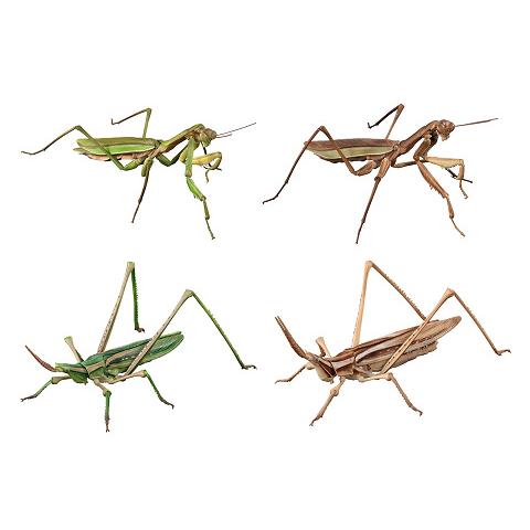 BANDAI（バンダイ） いきもの大図鑑アドバンス オオカマキリとショウ