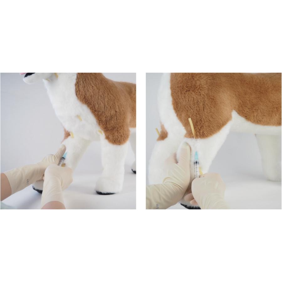 anifull 公式】 保定のできる犬型医療シミュレーター「しばわん