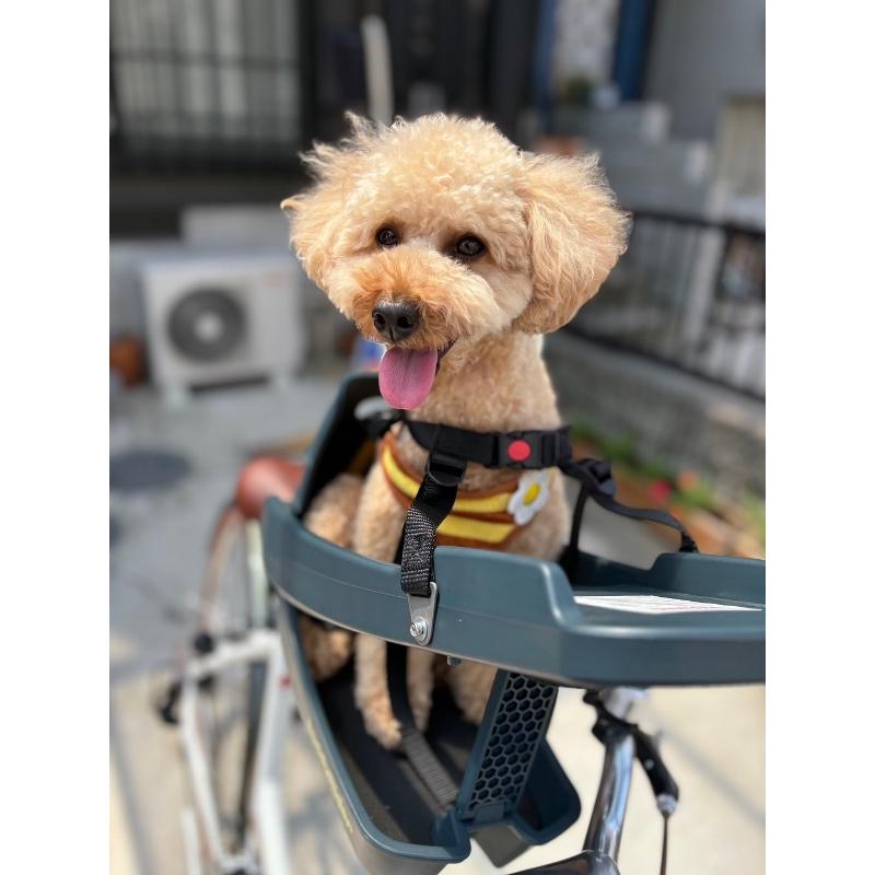 ベスト Buddyrider(バディーライダー) ◉ペット用自転車シート