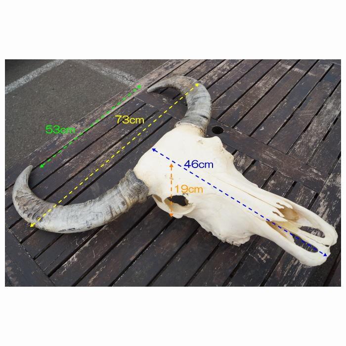 送料無料】リアルカウスカルヘッド オブジェ 角大 壁掛け オーナメント